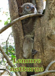lemure